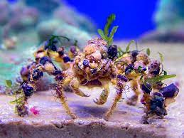 Spider Decorator Crab