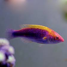 Lubbock’s Fairy Wrasse