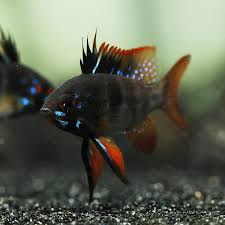 Ramirezi-Black Knight