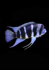 Cichlid- Burundi Frontosa (170mm)