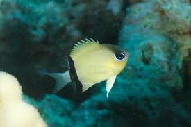 Black Bar Chromis