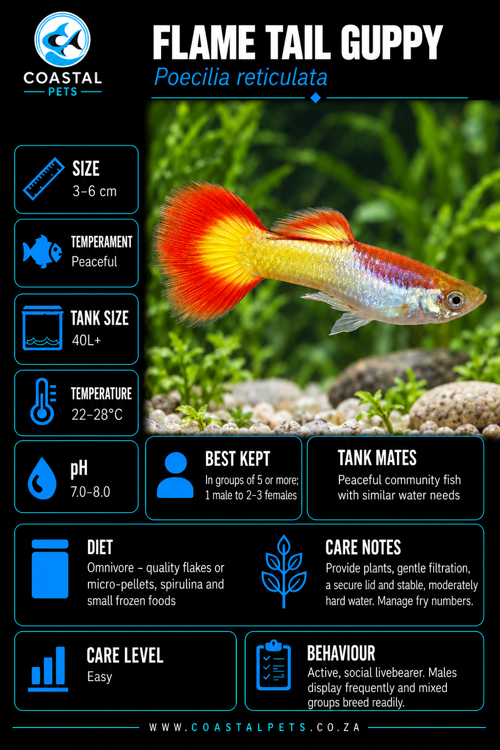 Guppy-Flametail