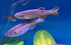 Danio-Leopard