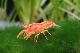Orange Mexican Dwarf Crayfish