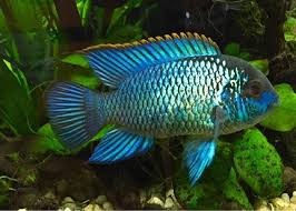 Cichlid-Electric Blue Acara - 40mm