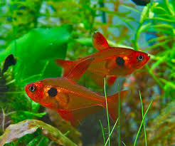 Tetra-Red Phantom