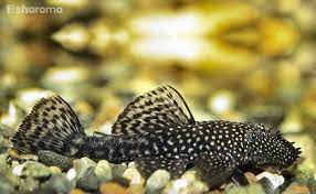Pleco-Bristlenose