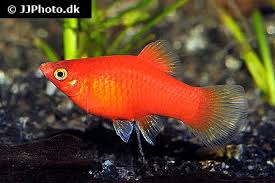 Platy-Red