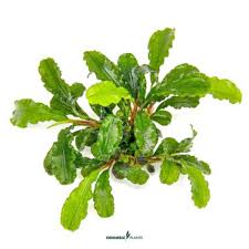 Dennerle Plants Bucephalandra pymaea ‘Bukit Kelam’ In-Vitro