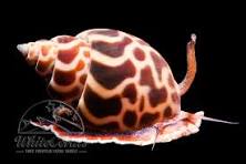 Babylon Snail