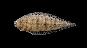 New Guinea Sole
