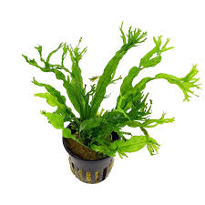 Java fern-Windelov