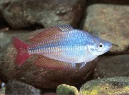 Eastern rainbowfish (Melanotaenia splendida) 80-90mm
