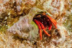 Red Leg Hermit Crab