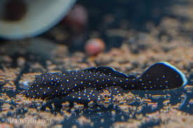 Peppermint Pleco L181 (30mm)