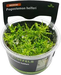 Stoffels Pogostemon Helferi in vitro