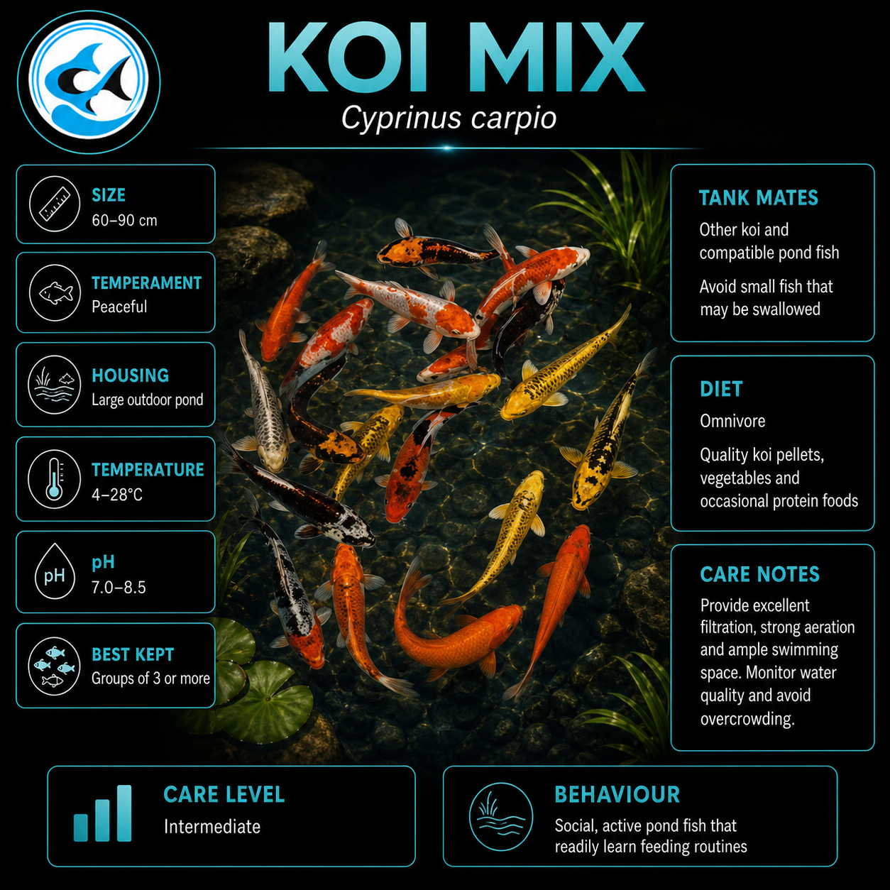 Koi (120-130mm)