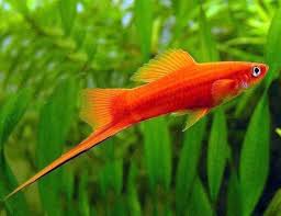 Swordtail-Red