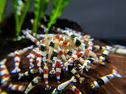 Shrimp-Crystal Red/Black (Grade S) (10-13mm)