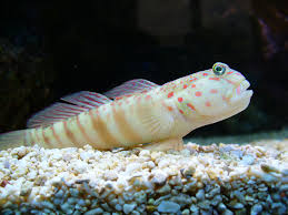 Pink Spotted Watchman