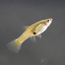 Endler Guppy Female