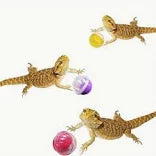 1Pc feeding Toy for Lizards & Cats