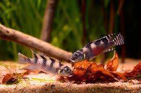 Nanochromis transvestitus (3-4cm)