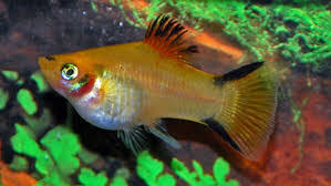 Platy-Golden Victory