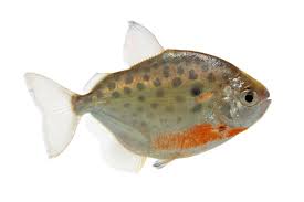 Spotted Silver Dollar (80-100mm)