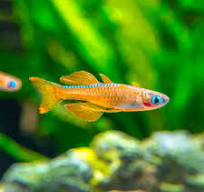 Rainbowfish-Paskai
