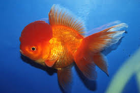 Oranda-Red