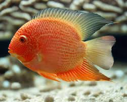 Severum-Red Spotted (60mm)
