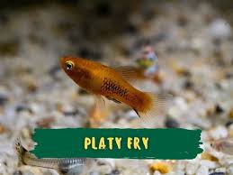 Platy Assorted Small (20mm+-)