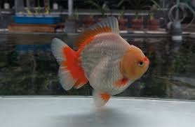 Goldfish - Oranda ( 8-11cm)