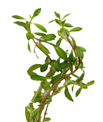 Kaiser Aquatics Ludwigia Arcuata