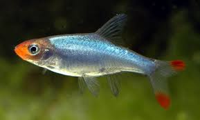 Rasbora-Naked Rummy Nose(Juvenile Colour)