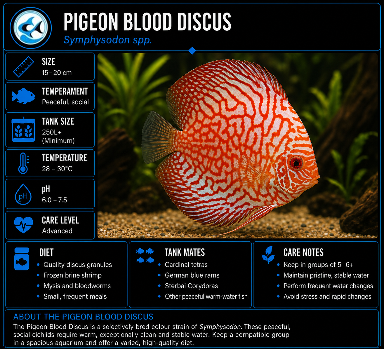 Discus-Pigeon Blood(50-60mm)