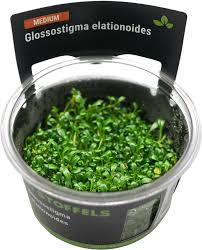 Stoffels Glossostigma elatinoides