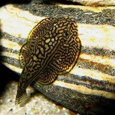 Loach-Tiger Hillstream