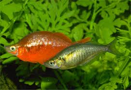 Rainbowfish-Red