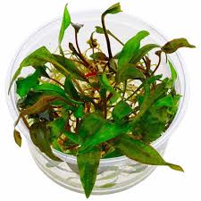 Dennerle Plants Cryptocoryne x purpurea, In-Vitro