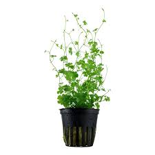 Kaiser Aquatics Hydrocotle Tripartita