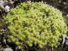 Racomitrium Moss