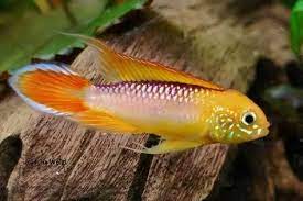 Apistogramma-Agassizii 'Fire Red'(40-50mm)