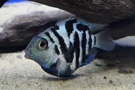 Cichlid-Polar Parrot Large