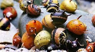 Horned Nerite Snail (Small)