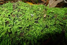 Racopilum Moss