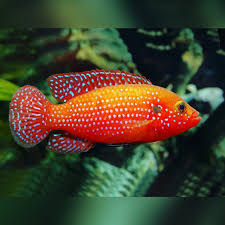 African Jewel Cichlid (20-30mm)
