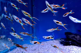 Endler Guppy Hybrid