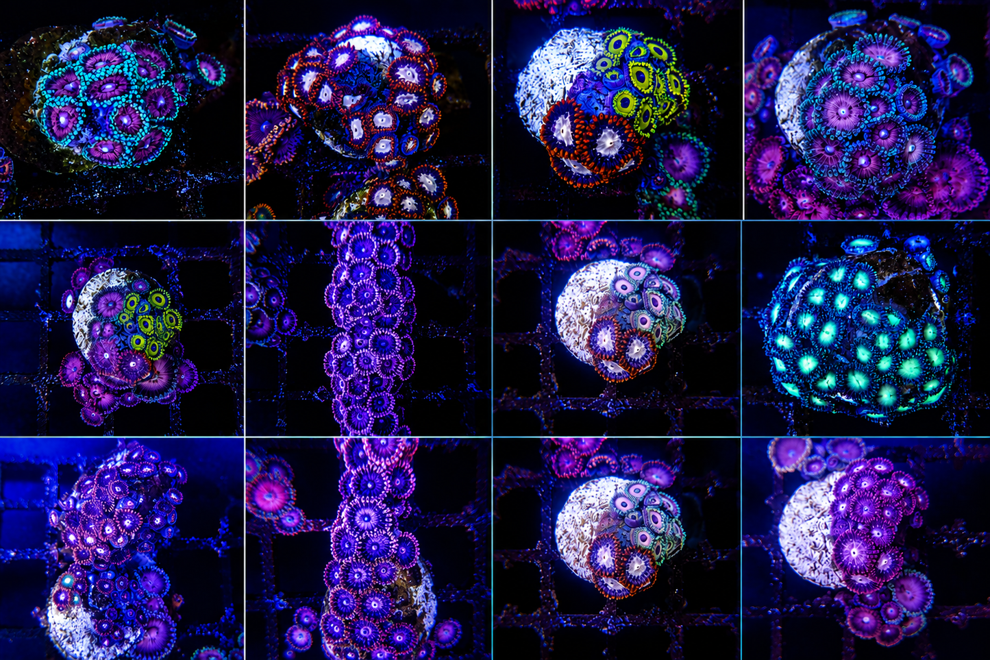 Zoa Frags Assorted